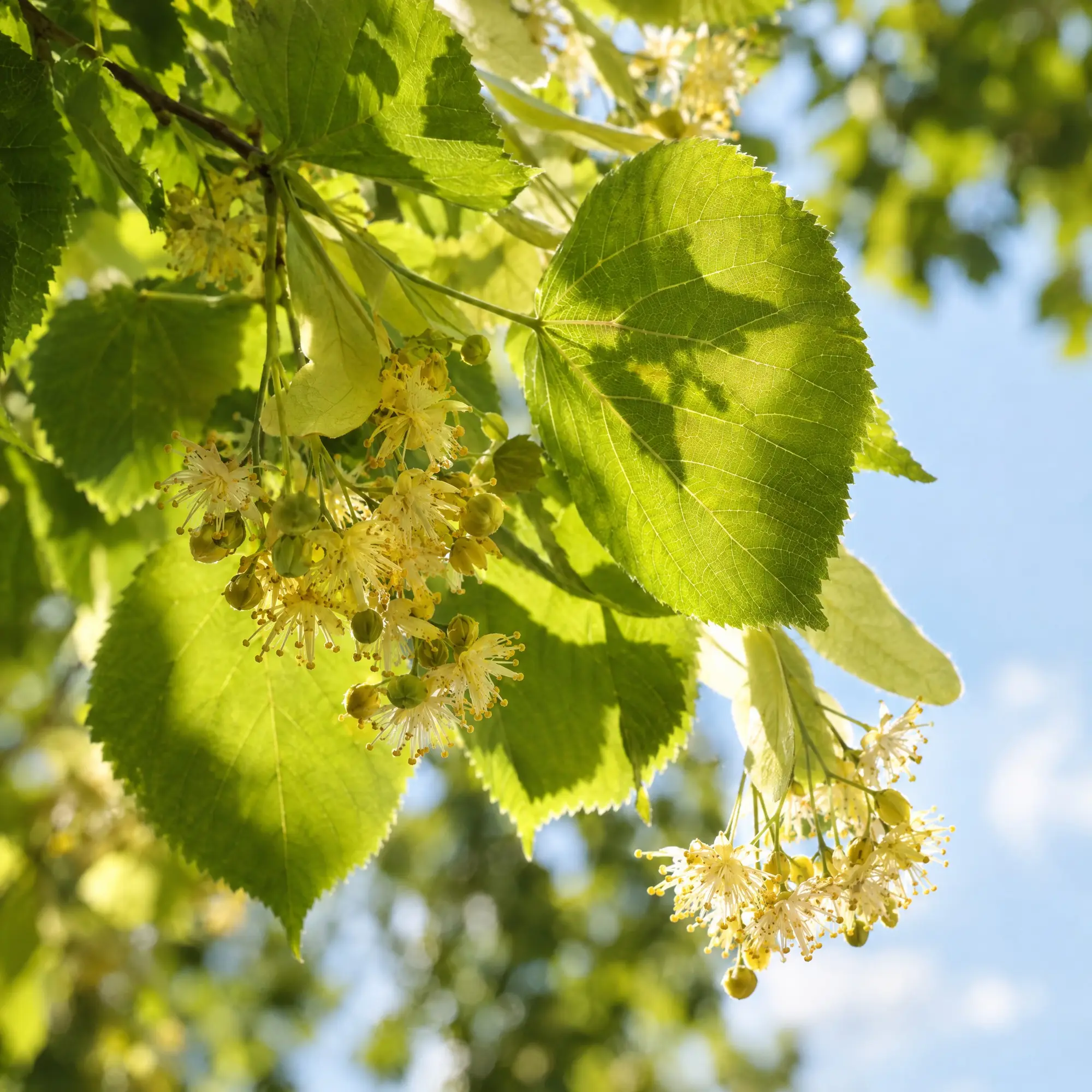 Linden leaves in summer light