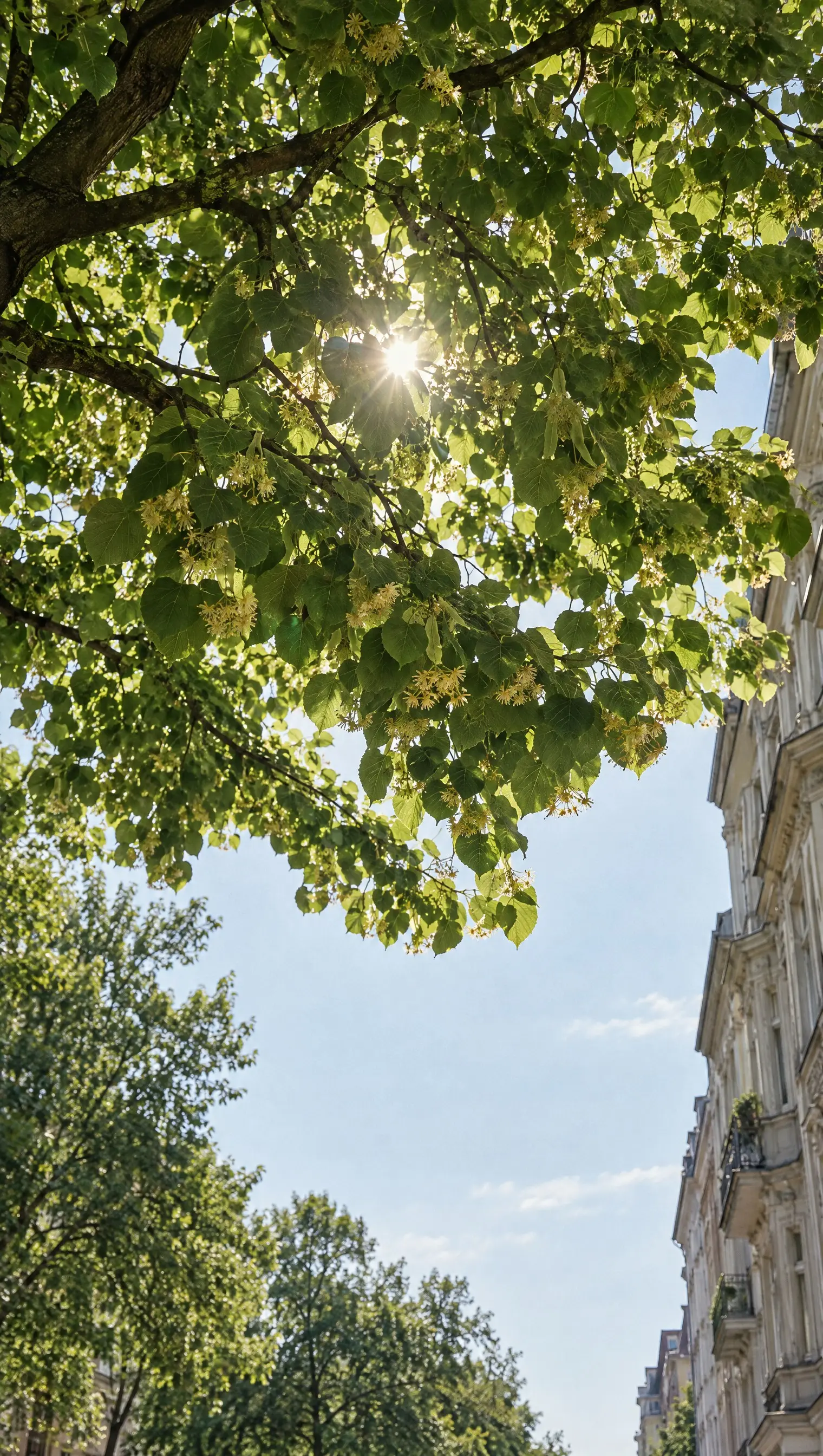Linden canopy on a city street